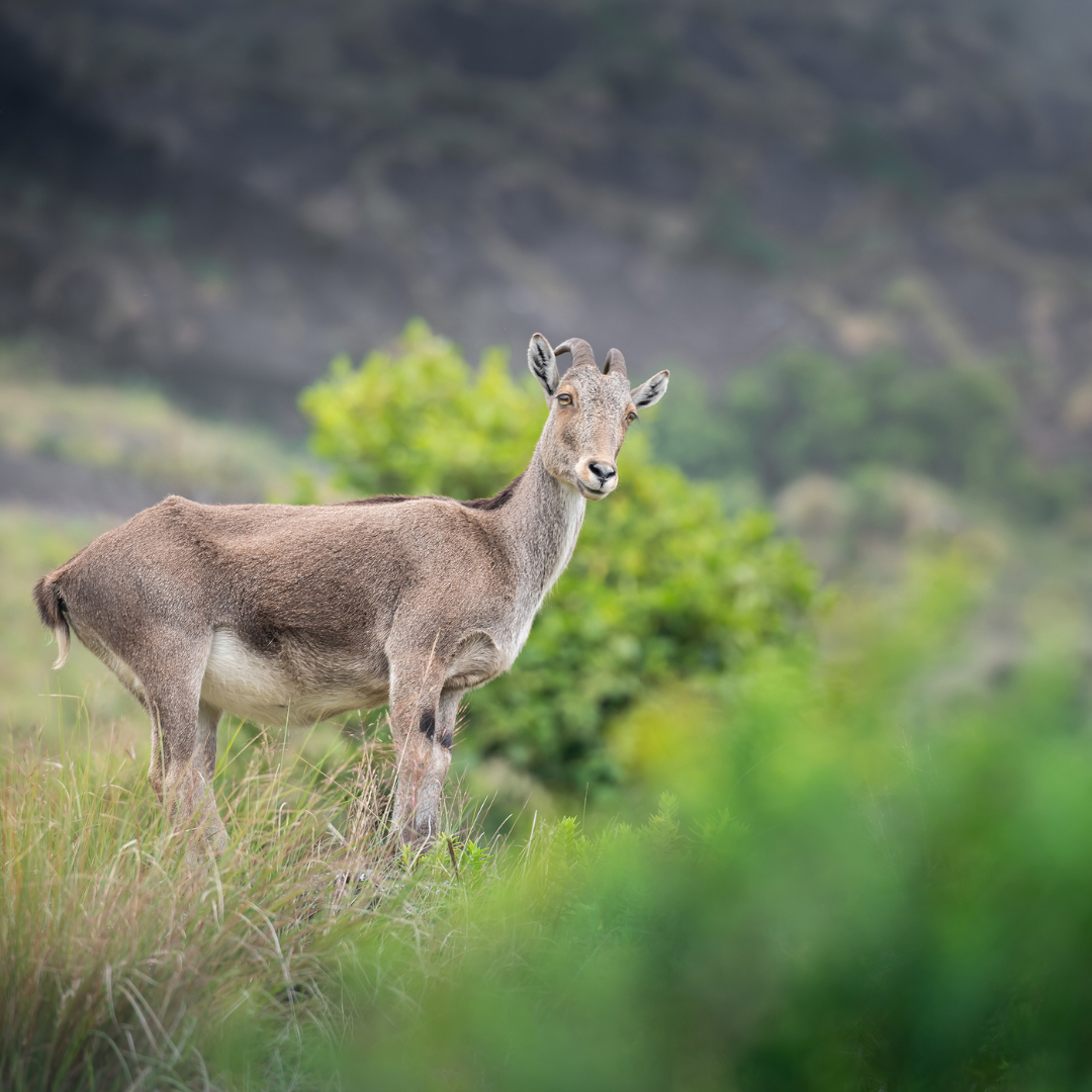 Eravikulam National Park (3)
