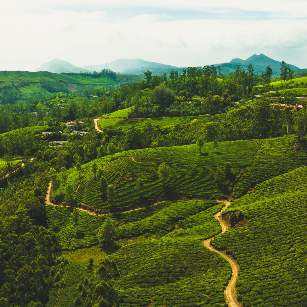 Kolukkumalai Tea Estate-55