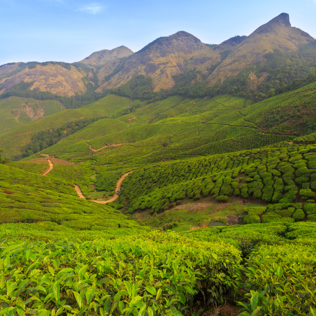 Kolukkumalai Tea Estate-56