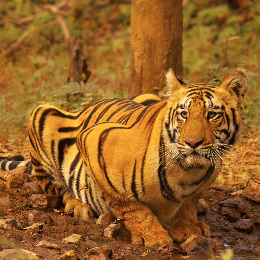 Umred Karhandla Wildlife Sanctuary (2)