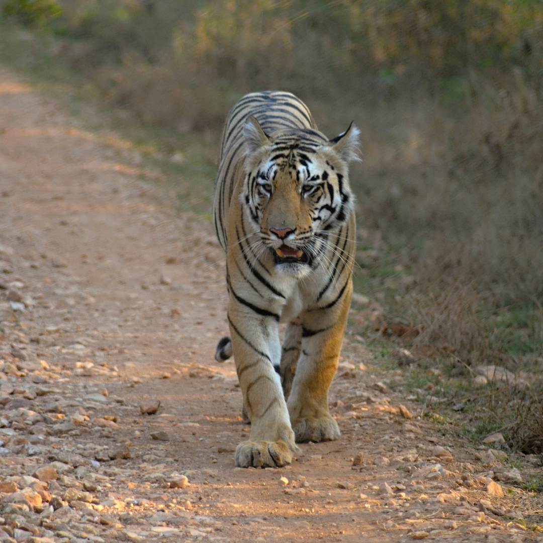 Umred Karhandla Wildlife Sanctuary
