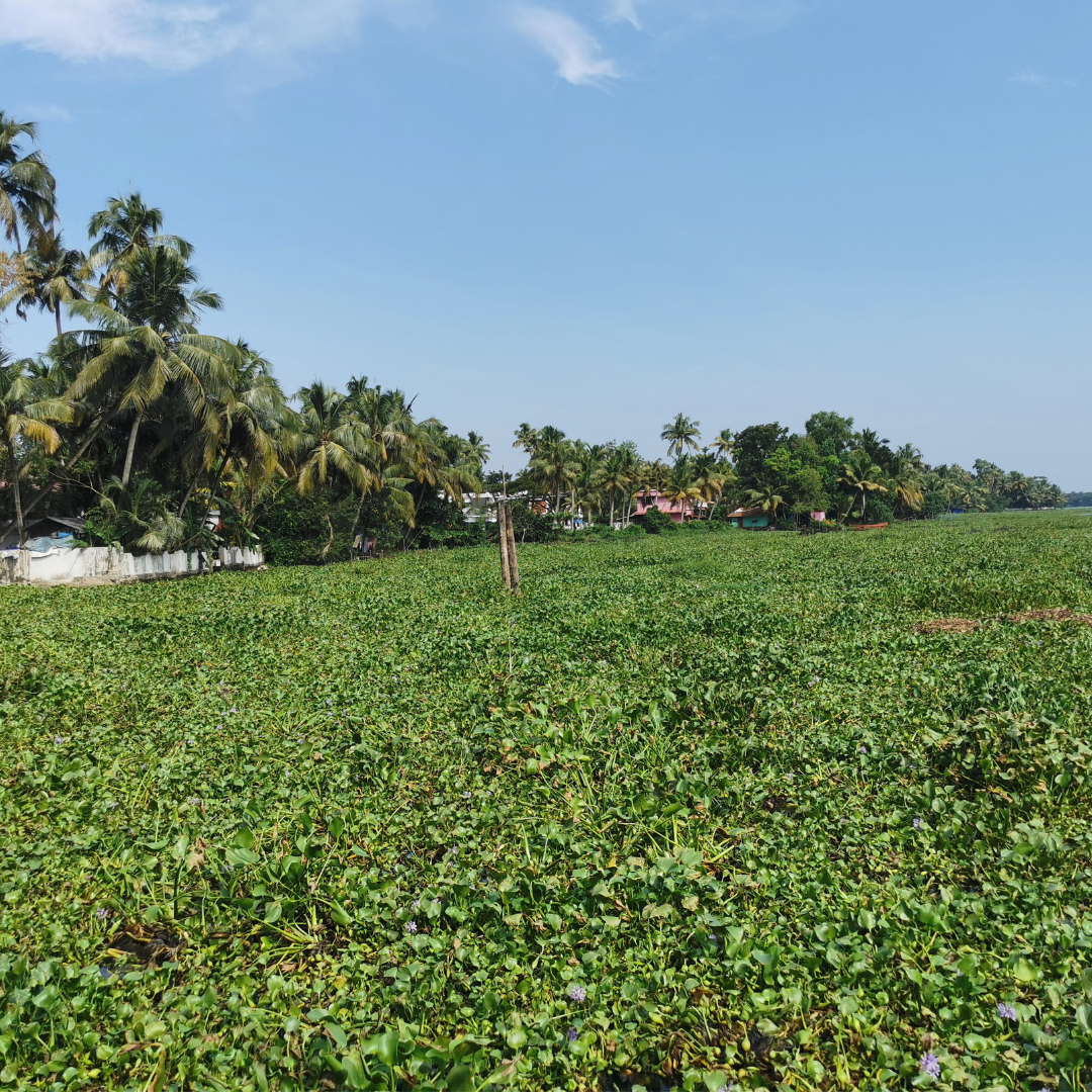 Vembanad Lake (2)